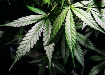 Alles-über-Hanf-6-Der-Rohstoff