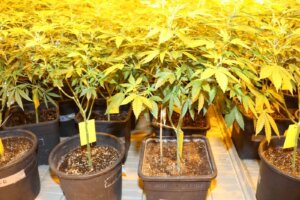 Con che frequenza innaffiare la canapa per una crescita ottimale?