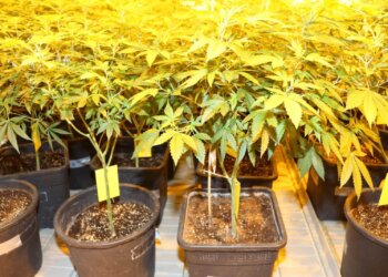 Auf-Erde-sollte-man-Hanf-giessen-wenn-die-Töpfe-leichter-werden