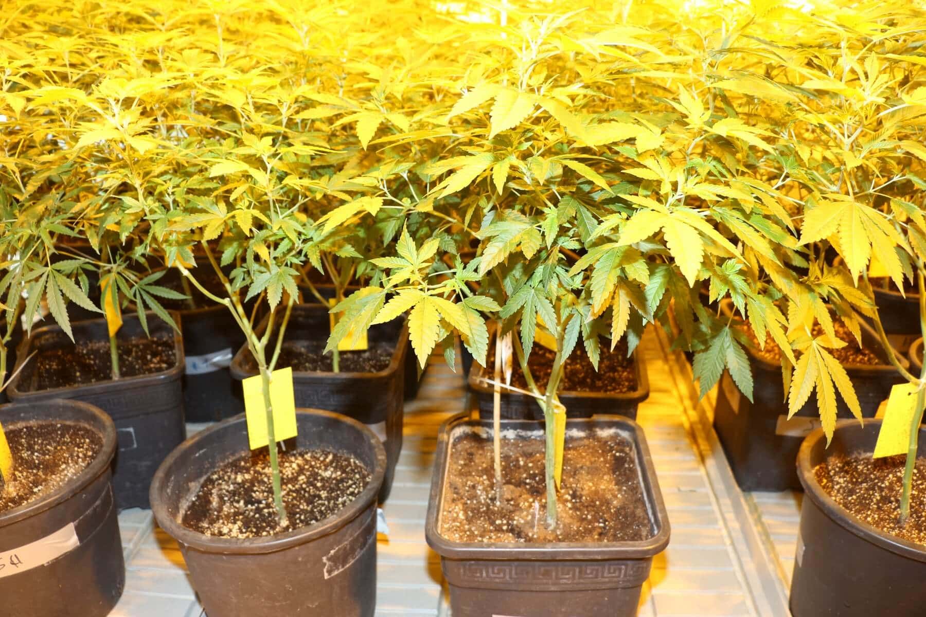 Wie oft Hanf gießen, damit dieser optimal wächst?