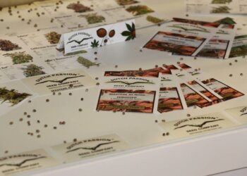 Cannabis-Samen-mit-guter-Keimkraft