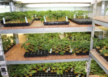 Cannabis-als-sicherstes-Medikament-–-ungenügend-erforscht