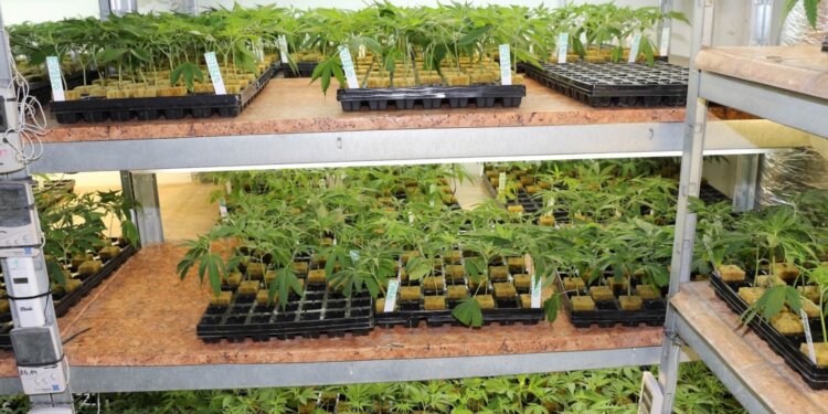 Cannabis-als-sicherstes-Medikament-–-ungenügend-erforscht