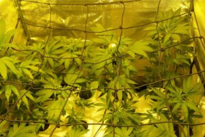 Marihuana: quante piante di cannabis coltivare per metro quadrato?