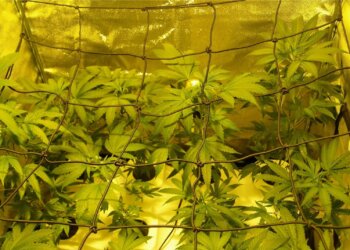 Hoffentlich-kleinwüchsige-Cannabis-Pflanzen