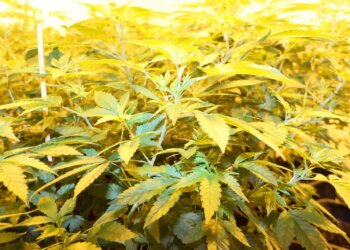 Mit-wenigstens-18-Stunden-Hanf-beleuchten-der-noch-wachsen-soll