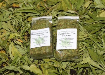 Richtig-Hanftee-machen