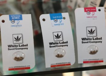 Teure-Hanfsamen-für-Anfänger