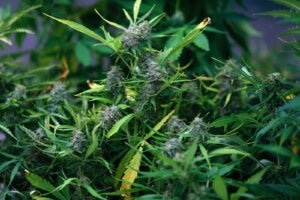 Quando raccogliere la cannabis?