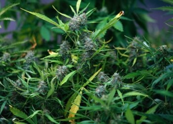 Wann-soll-man-Hanf-ernten