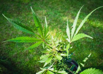 Wiederentdeckung-der-Nutzpflanze