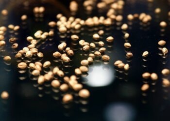 Hanf quellen lassen: Optimaler Zeitpunkt der Keimens