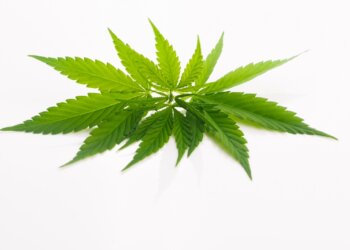 Der-Aufschrei-nach-Legalisierung