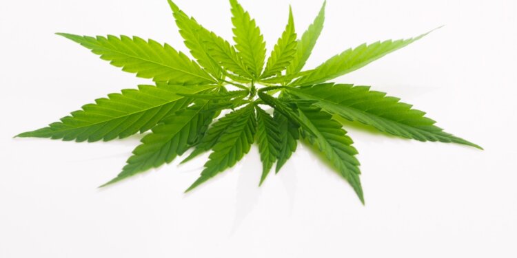 Der-Aufschrei-nach-Legalisierung