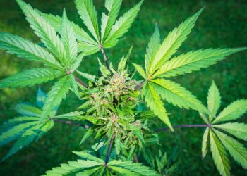 Hanf-–-Alleskönner-und-Wunderpflanze