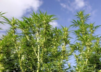 Immer-wieder-neue-Plantagen-Funde