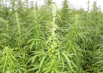 Männlichen-Hanf-im-Vordergrund