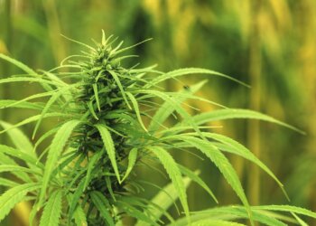 Tics-bekämpfen-mit-Cannabis-Blüten