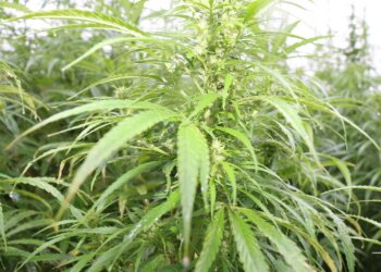 Weiblichen-Hanf-beim-Blütebeginn