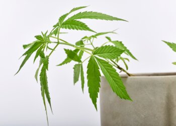 Absehen-von-Strafe-bei-Verstoss-gegen-das-BtMG