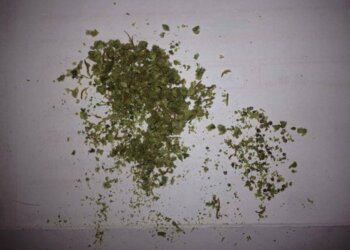 Apotheken-Marihuana-mit-Miniseeds