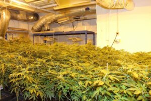 CO2 İç Ortam Yetiştirmesi: Verim Artırma ve Bitki Büyümesini Optimize Etme