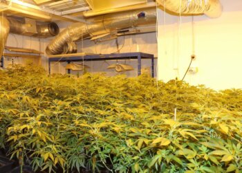 Bringt-CO2-Indoorgrowing-immer-mehr-Ertrag