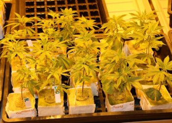 Cannabislegalisierung-bedeutet-persönliche-Freiheiten-einräumen