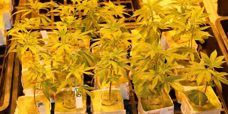 Cannabislegalisierung-bedeutet-persönliche-Freiheiten-einräumen