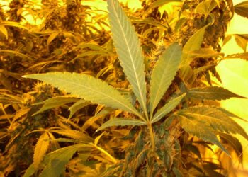 Indoor-Grow-Schädlinge-Spinnmilben-1