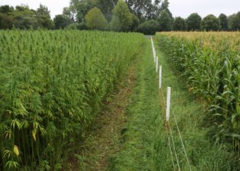 Neben-Hanf-ein-Getreide-Mais-1