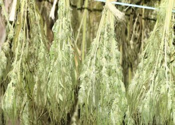 Outdoor-Hanfernte-einholen-ohne-gerochen-zu-werden