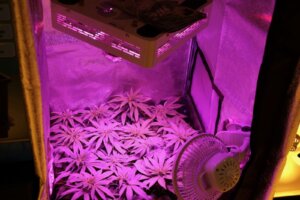 Quale Spettro Luminoso per la Canapa nella Coltivazione Indoor?