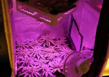 Welches Lichtspektrum für Hanf beim Indooranbau?