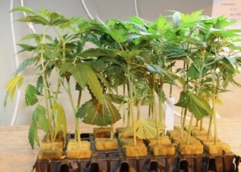 Reicht-für-einen-Patienteneigenanbau