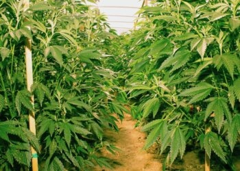 Rettet-die-Wälder-Hanf-auf-die-Felder