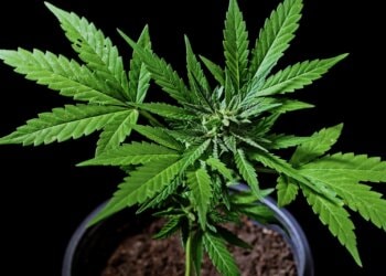 Wie-aus-Grämmchen-Kilos-werden