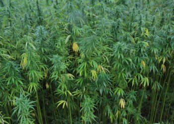 Wie-viel-ha-für-Deutschlands-Marihuanaversorgung