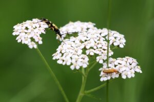 Etnobotanica Locale #2 - L'Achillea