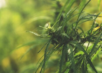 Hanf-als-Rohstoff-aus-der-Region