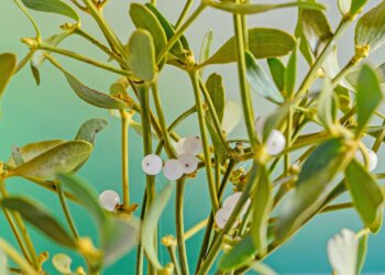 Heimische-Ethnobotanik-1-Die-Mistel