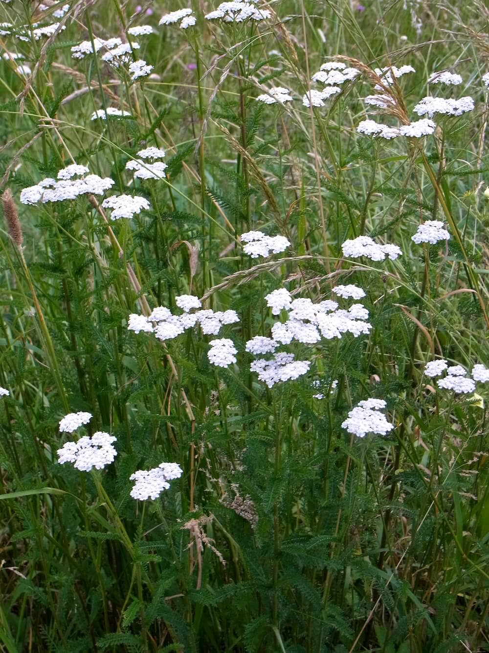 Achillea millefolium wächst häufig am Wegesrand.