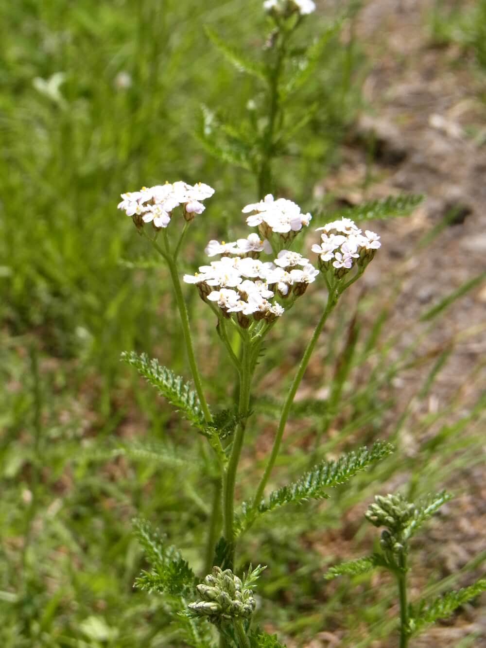 Die getrockneten Blüten eignen sich gut als Räucherwerk