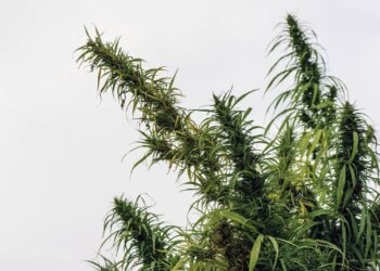 THC-Abbauprodukt-gegen-Schmerzen