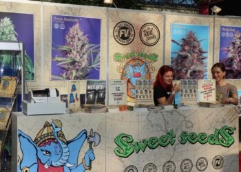 Seedbanks verkaufen Cannabis Sorte, Hanfsorten und verschiedene Hanf Arten