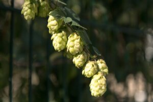 Etnobotanica locale #3 - Il Luppolo