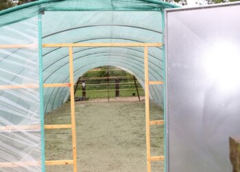 Gewächshaus-Marihuana-Anbau-ist-nicht-teuer