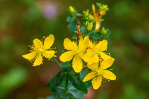 Heimische Ethnobotanik # 5 - Das Johanniskraut