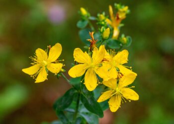 Heimische-Ethnobotanik-5-–-Das-Johanniskraut