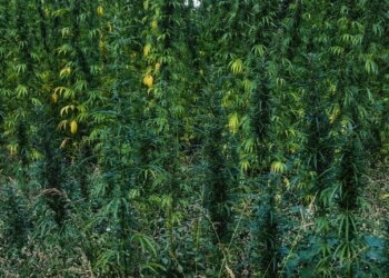 Immer-beliebter-wird-Cannabis…